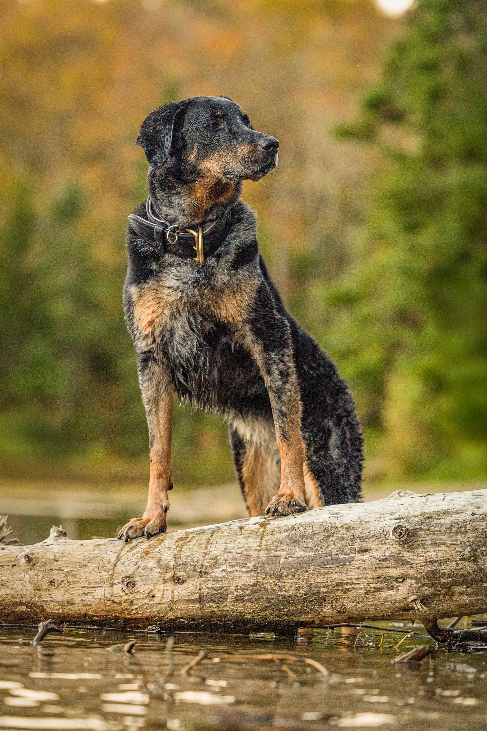 Autumn pet portrait with fall foliage
